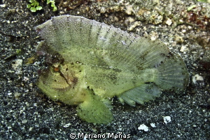 leaf scorpionfish by Mariano Mañas 